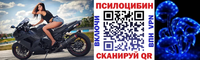 shop какой сайт Новоржев Псилоцибиновые грибы Psilocybine cubensis как найти наркотики